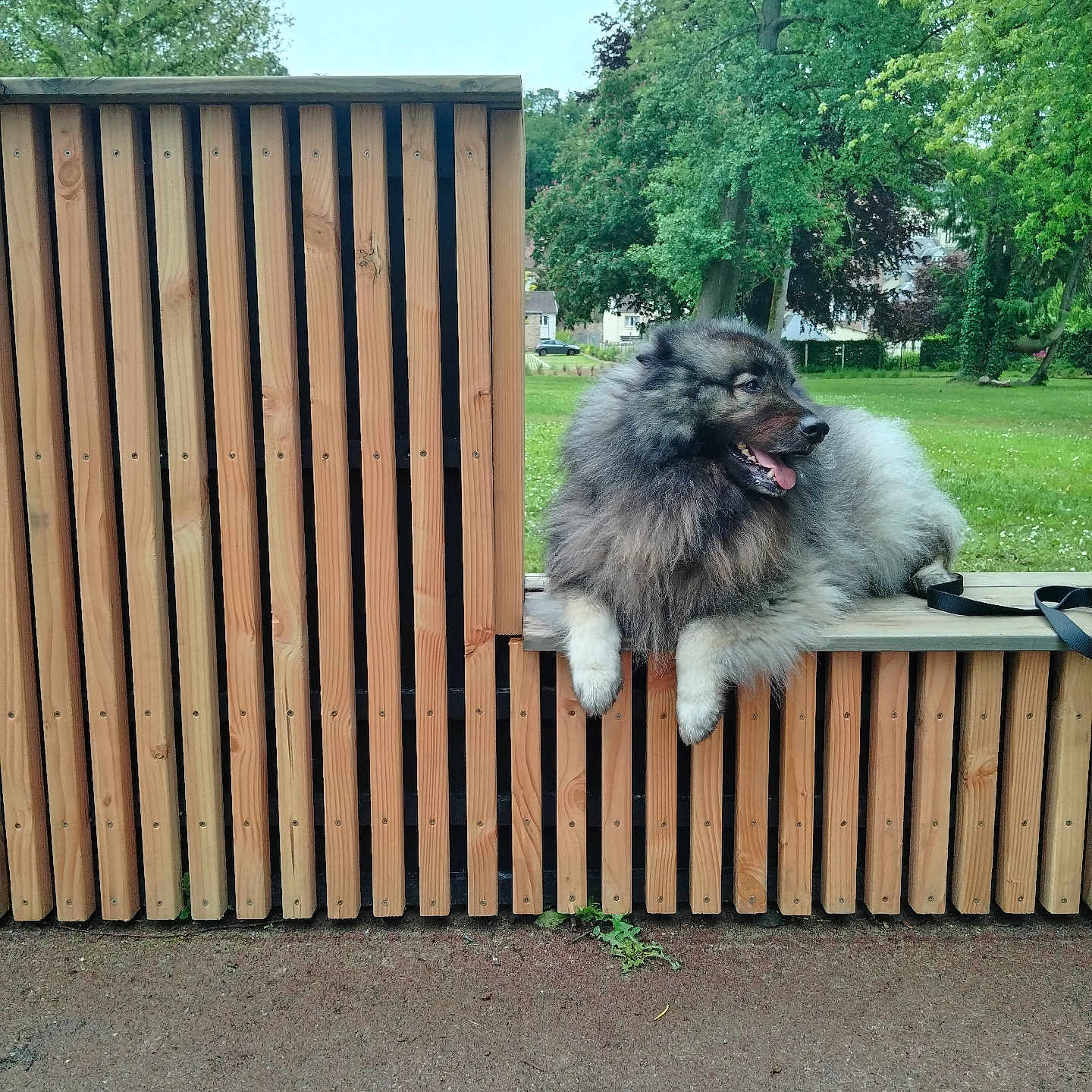 Nemo participe au concours pour gagner de l'argent avec cette photo : animal, architecture, backyard, canine, car, dog, fence, grass, indoors, interiordesign, nature, outdoors, pet, plant, puppy, transportation, tree, vehicle, wood, yard