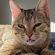 Sunly participe au concours pour gagner de l'argent avec cette photo : cat, tabby, close_up, tongue_out, pet, feline, whiskers, ears, fur, animal, cute, relaxed, sunlight, indoor, portrait, muzzle, paw, sleepy, domestic_cat, face