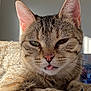 cat, tabby, close_up, tongue_out, pet, feline, whiskers, ears, fur, animal, cute, relaxed, sunlight, indoor, portrait, muzzle, paw, sleepy, domestic_cat, face