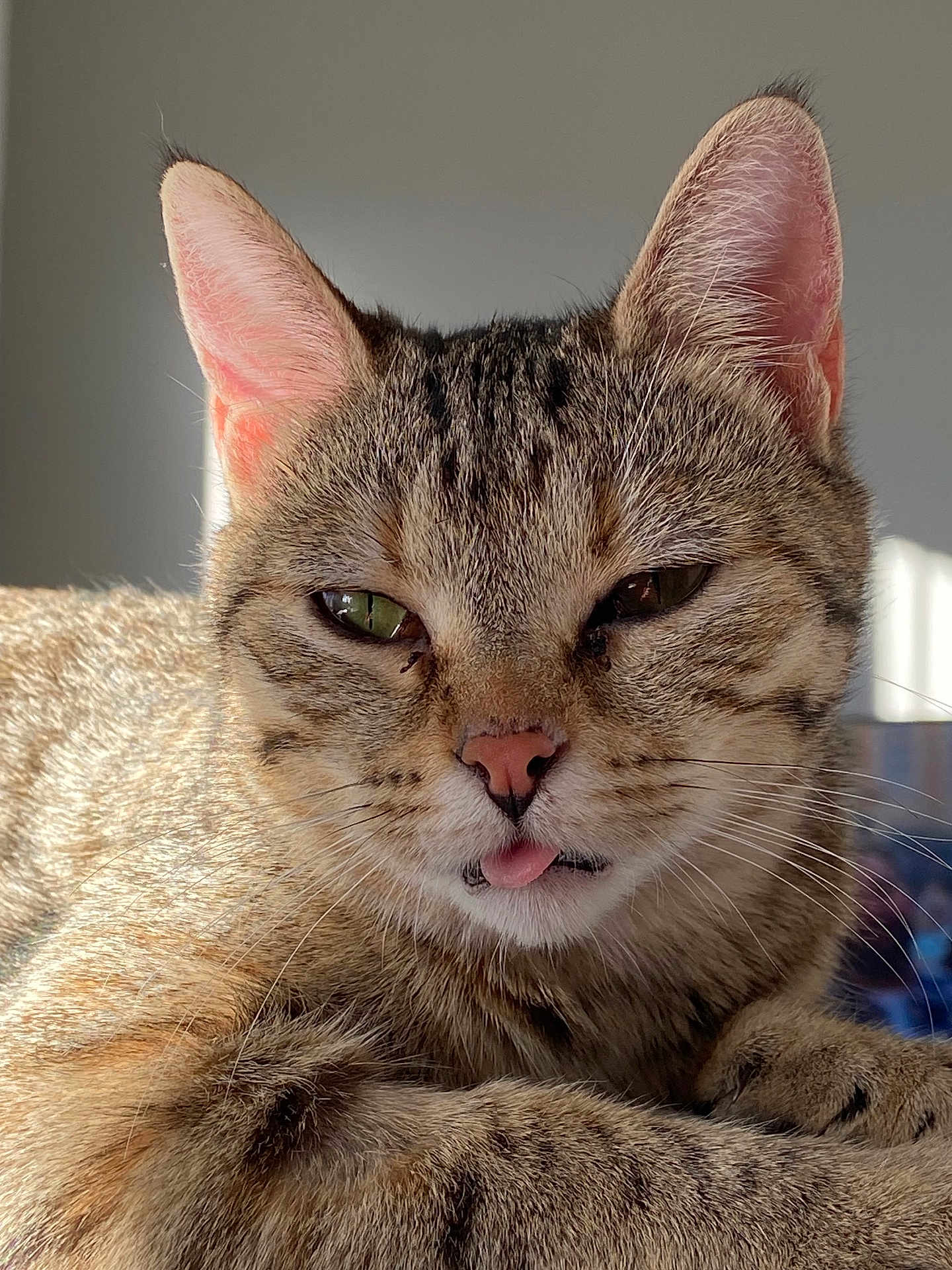 Sunly participe au concours pour gagner de l'argent avec cette photo : cat, tabby, close_up, tongue_out, pet, feline, whiskers, ears, fur, animal, cute, relaxed, sunlight, indoor, portrait, muzzle, paw, sleepy, domestic_cat, face