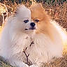 adorable, animal, brown, canine, closeup, companion, cuddling, cute, dog, fluffy, fur, grass, nature, outdoor, pet, pomeranian, portrait, sunlight, two_dogs, white