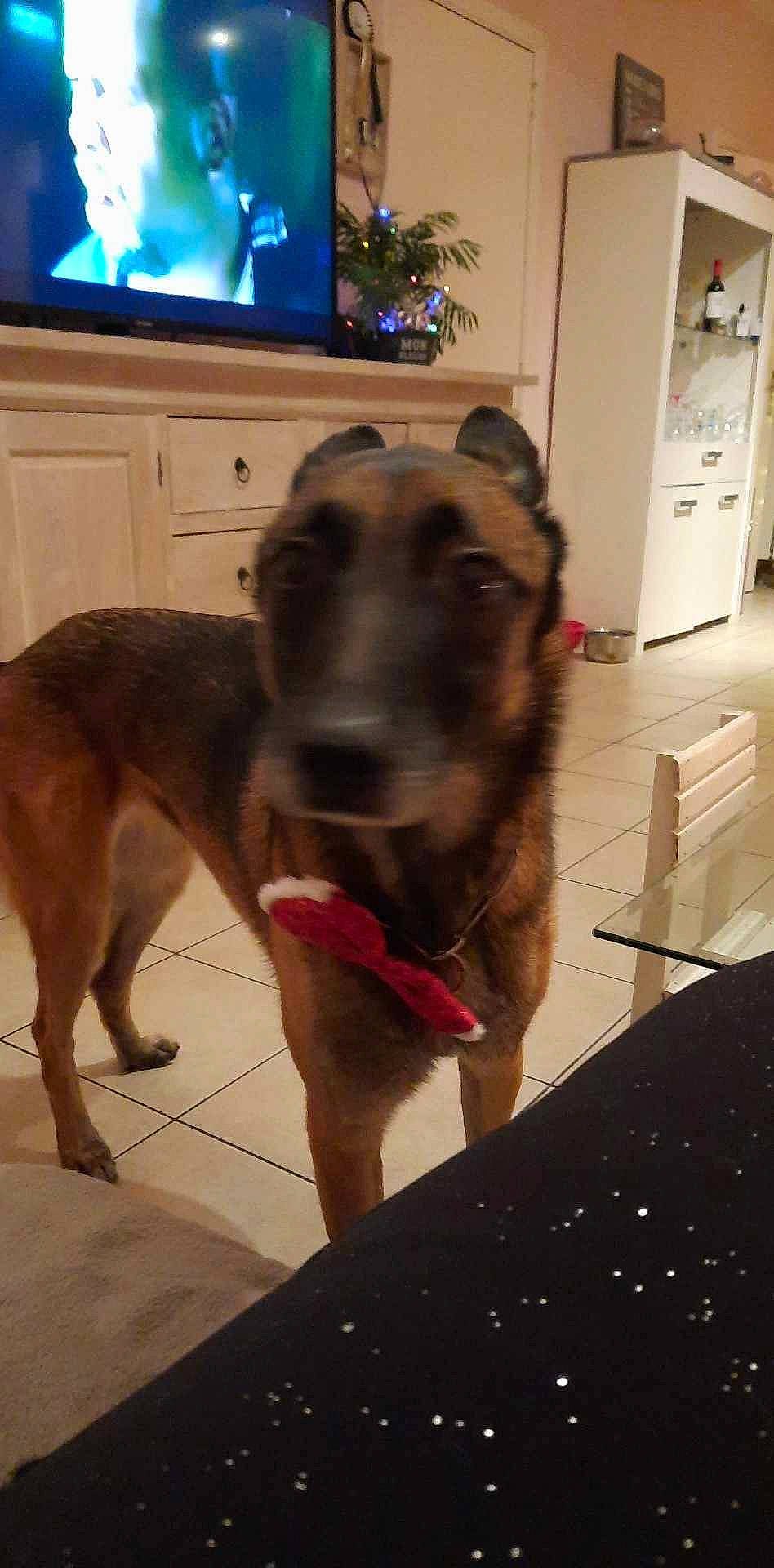 Nikita participe au concours pour gagner de l'argent avec cette photo : cabinetry, canidae, carnivore, christmas_tree, collar, companion_dog, dog, dog_breed, event, fawn, flooring, fur, german_shepherd_dog, king_shepherd, old_german_shepherd_dog, pet_supply, refrigerator, snout, sporting_group, working_animal