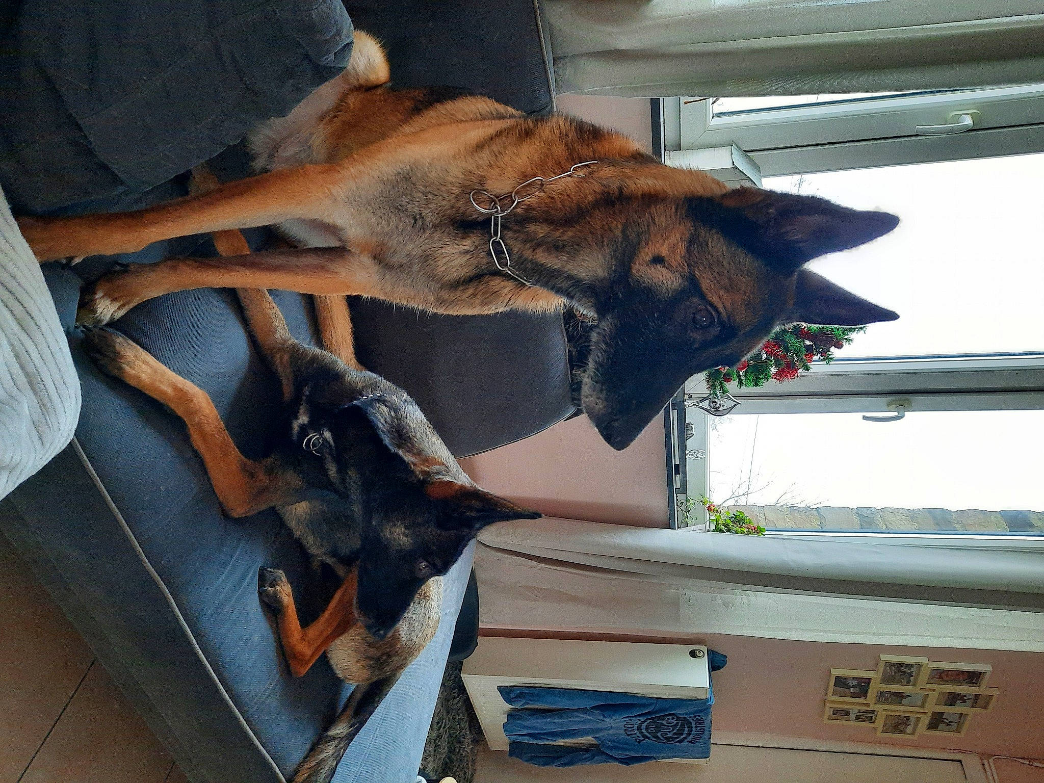 Nikita a rejoint le concours — aidez-le/la à gagner de superbes lots ! canidae, carnivore, collar, dobermann, dog, dog_breed, fawn, fur, guard_dog, liver, snout, sporting_group, tail, window, wood, working_animal, working_dog