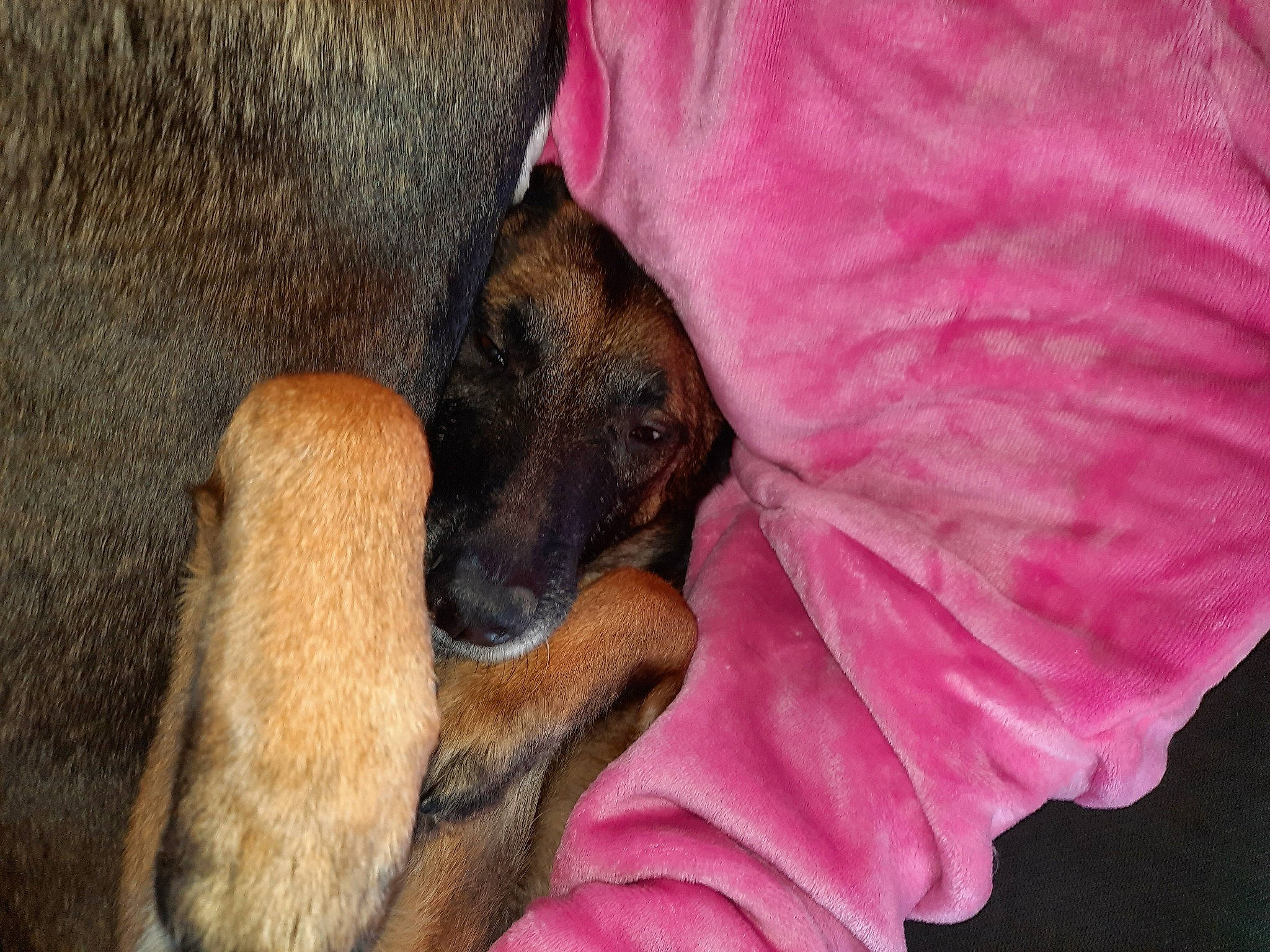 Nikita a rejoint le concours — aidez-le/la à gagner de superbes lots ! canidae, carnivore, claw, comfort, companion_dog, dobermann, dog, dog_breed, dog_supply, fawn, foot, fur, german_shepherd_dog, old_german_shepherd_dog, paw, snout, sporting_group, terrestrial_animal, vertebrate, working_animal