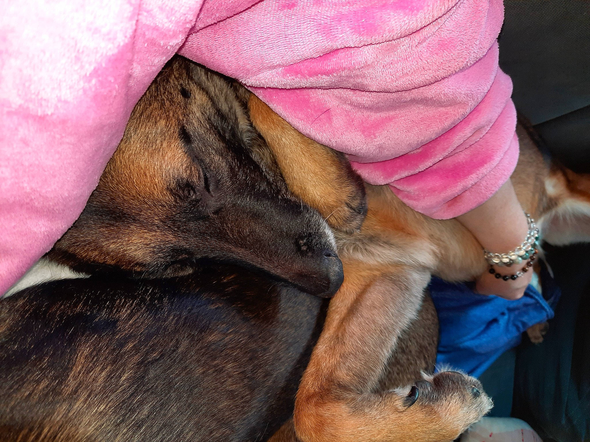 Nikita participe au concours pour gagner de l'argent avec cette photo : canidae, carnivore, comfort, companion_dog, dog, dog_breed, fawn, foot, fur, guard_dog, human_leg, magenta, mammal, nail, paw, snout, thigh, vertebrate, working_animal, wrist