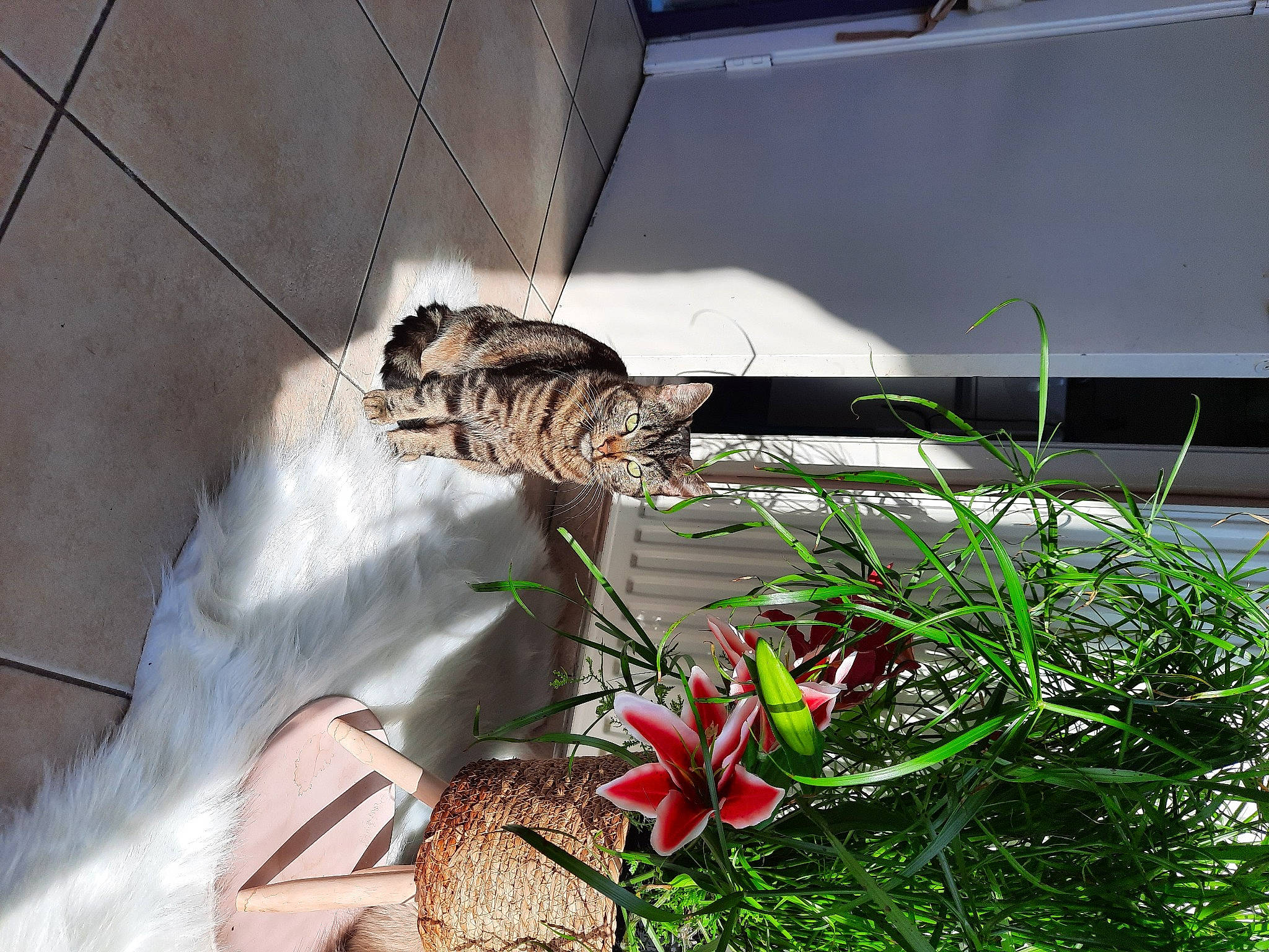 Simba a rejoint le concours — aidez-le/la à gagner de superbes lots ! art, artificial_flower, floral_design, floristry, flower, flower_arranging, flowering_plant, grass, herb, herbaceous_plant, houseplant, landscape, metal, petal, plant, tail, terrestrial_plant, twig, wing, wood