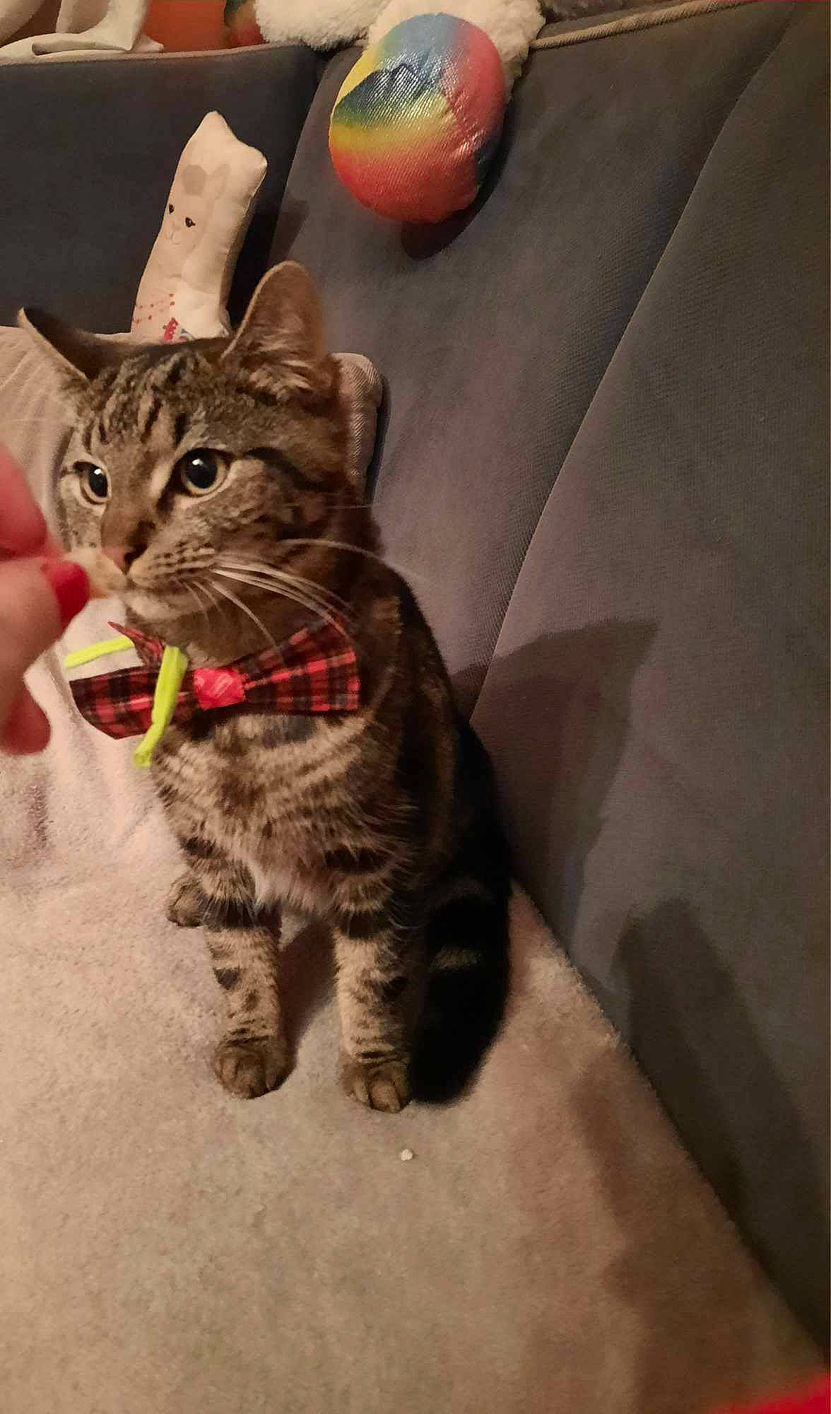 Simba participe au concours pour gagner de l'argent avec cette photo : carnivore, cat, citrus, domestic_short_haired_cat, fawn, felidae, flooring, fruit, fur, gesture, grapefruit, orange, small_to_medium_sized_cats, snout, tail, tangelo, tree, valencia_orange, whiskers, wood