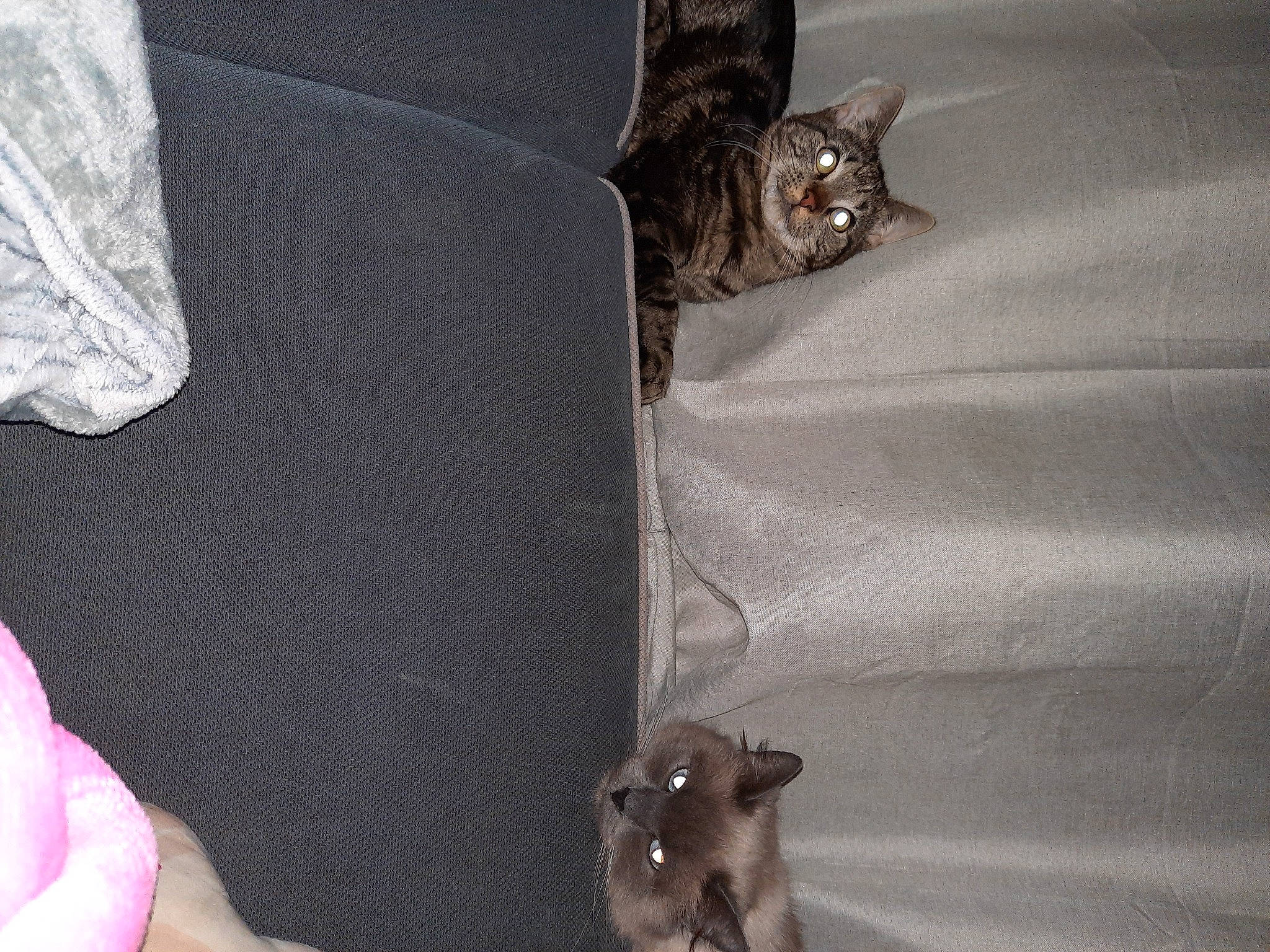 Snowball Alias Yaya participe au concours pour gagner de l'argent avec cette photo : bat, carnivore, cat, comfort, domestic_short_haired_cat, fashion_accessory, fawn, felidae, fur, grey, human_leg, linens, nail, paw, small_to_medium_sized_cats, tail, terrestrial_animal, textile, whiskers, wrist