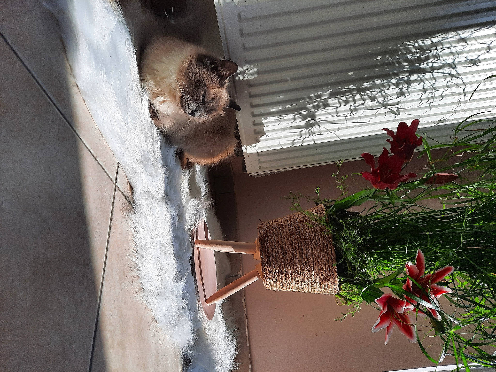 Snowball Alias Yaya a rejoint le concours — aidez-le/la à gagner de superbes lots ! annual_plant, building, coquelicot, event, felidae, floral_design, flower, flower_arranging, fur, house, houseplant, plant, room, small_to_medium_sized_cats, tail, tree, twig, water, window, wood