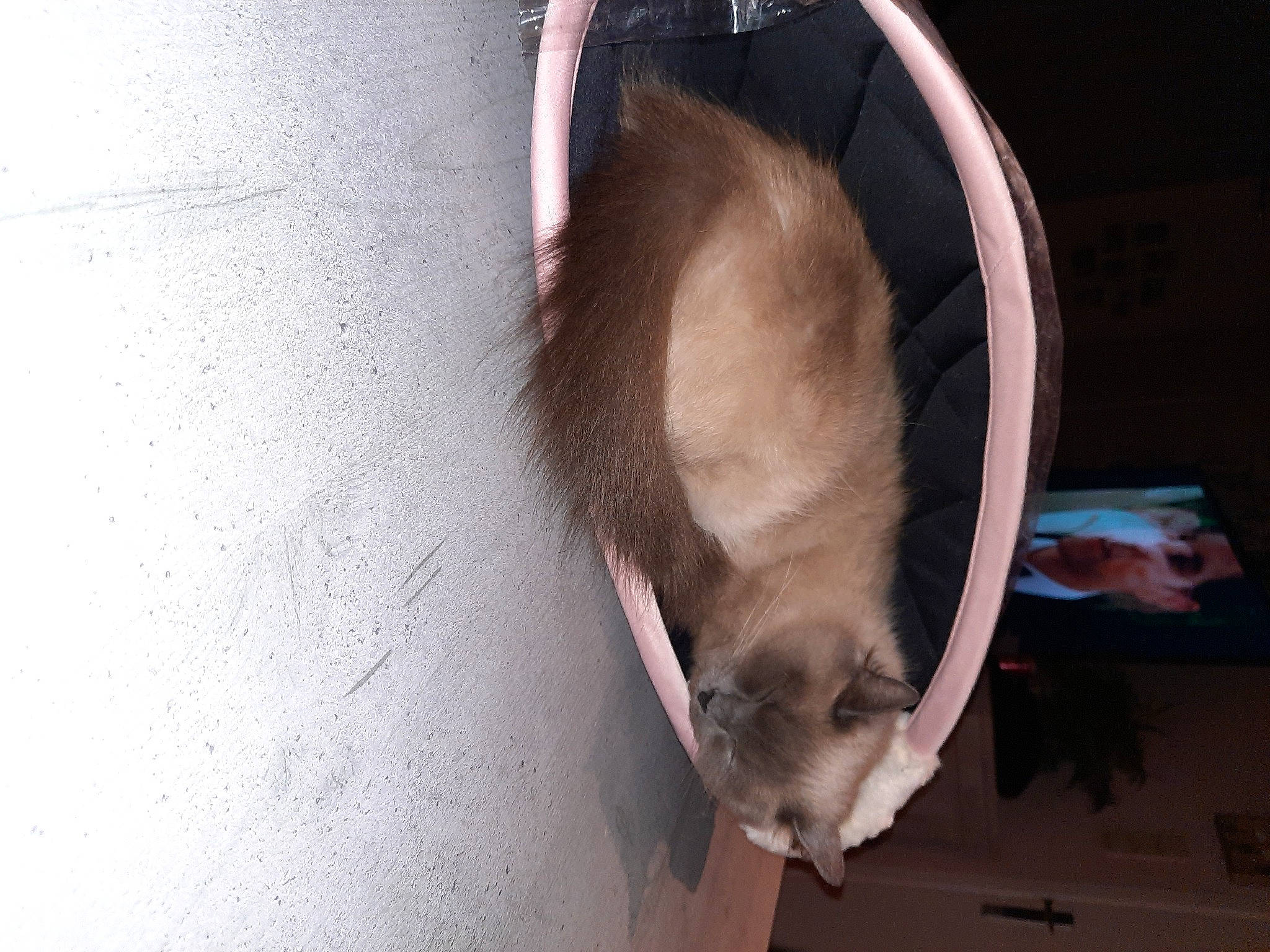 Snowball Alias Yaya participe au concours pour gagner de l'argent avec cette photo : canidae, carnivore, cat, concrete, dog_breed, domestic_short_haired_cat, fawn, felidae, flooring, fur, siamese, small_to_medium_sized_cats, snout, sporting_group, tail, whiskers