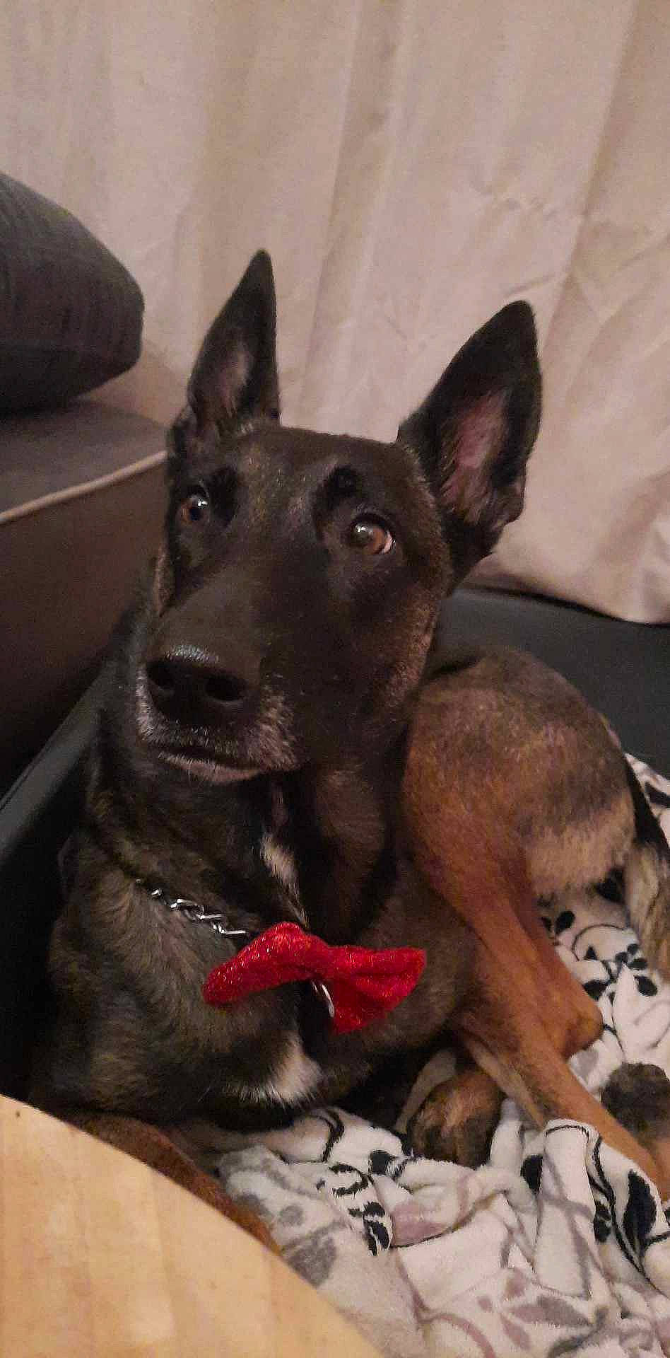 Malya a rejoint le concours — aidez-le/la à gagner de superbes lots ! ancient_dog_breeds, canidae, carnivore, companion_dog, dog, dog_breed, ear, fawn, guard_dog, non_sporting_group, snout, sporting_group, toy_dog, whiskers, working_animal, working_dog