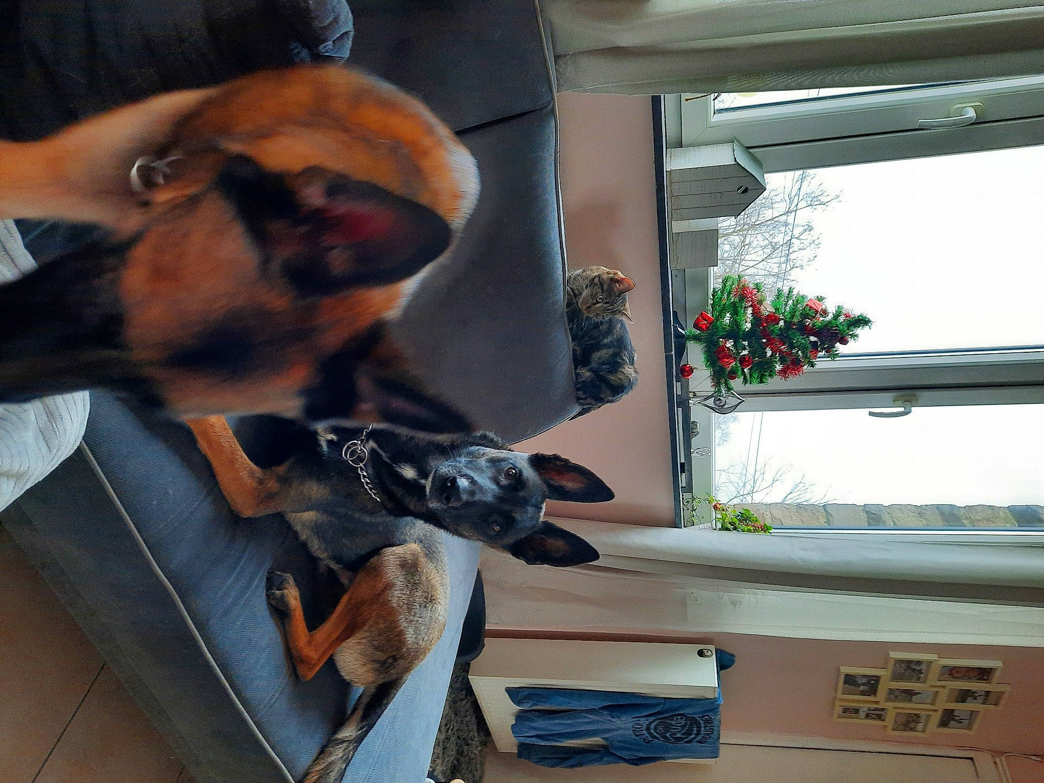 Malya a rejoint le concours — aidez-le/la à gagner de superbes lots ! beard, carnivore, eyewear, goggles, hat, houseplant, personal_protective_equipment, plant, room, sunglasses, window