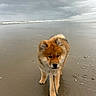 Usko participe au concours pour gagner de l'argent avec cette photo : dog, puppy, beach, sand, wet_sand, cloudy_sky, sea, waves, leash, canine, outdoor, animal, walking, paw_prints, fur, curious, nature, coast, shore, pet