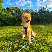 Usko a rejoint le concours — aidez-le/la à gagner de superbes lots ! dog, canine, leash, harness, grass, greenery, trees, bushes, outdoor, sunlight, blue_sky, clouds, pet, animal, happy, sitting, nature, summer, daytime, fluffy