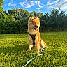 dog, canine, leash, harness, grass, greenery, trees, bushes, outdoor, sunlight, blue_sky, clouds, pet, animal, happy, sitting, nature, summer, daytime, fluffy