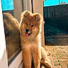 puppy, dog, fluffy, tongue_out, sitting, sunlight, reflection, glass_door, outdoor, blue_sky, fence, happy, cute, pet, animal, fur, canine, daylight, shadow, pavement