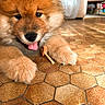 Usko a rejoint le concours — aidez-le/la à gagner de superbes lots ! puppy, dog, fluffy, tongue_out, paw, bone, floor, hexagonal_tiles, indoor, home, furniture, blurred_background, cute, pet, animal, close_up, playful, brown, adorable, resting