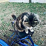 Pepper is registered to the contest to win money with this photo: cat, animal, pet, tricycle, bicycle, blue, seat, basket, outdoor, grass, fence, rust, fur, tabby, white_paws, closeup, daylight, nature, playful, candid