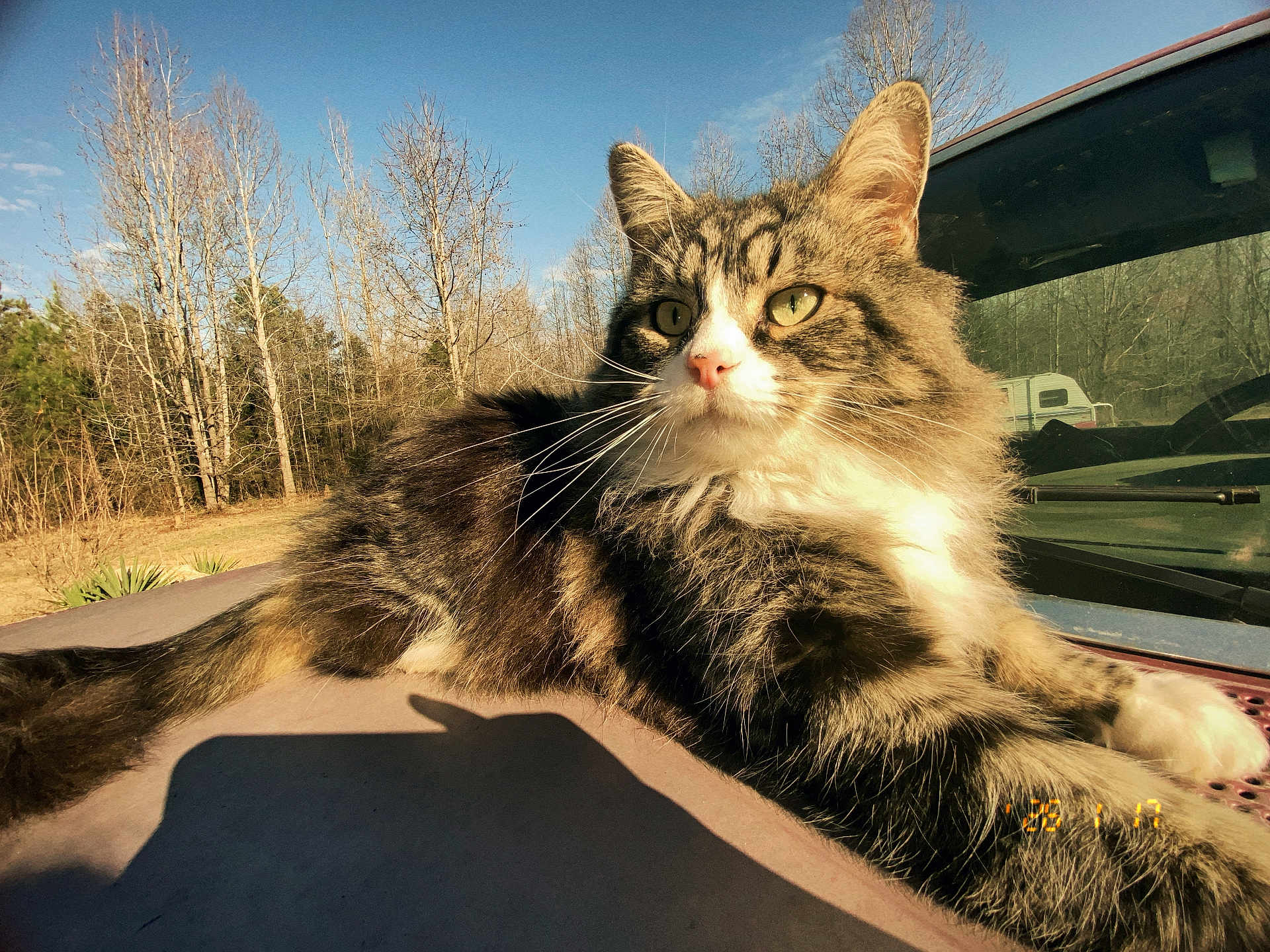 Pepper joined the competition — help win amazing prizes! cat, tabby, fluffy, animal, outdoor, sunlight, car, hood, nature, trees, blue_sky, relaxed, pet, fur, whiskers, daylight, mammal, wildlife, closeup, portrait
