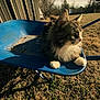 Pepper joined the competition — help win amazing prizes! cat, wheelbarrow, outdoor, sunlight, grass, animal, pet, fluffy, nature, daylight, rustic, relaxing, feline, mammal, garden, quiet, domestic, whiskers, paws, resting