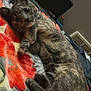 Michi is registered to the contest to win money with this photo: animal, bedroom, blanket, cat, cozy, curious, cute, domestic_animal, feline, floral_pattern, fur, gray_cat, indoor, looking_at_camera, lying_down, paw, pet, relaxed, soft_texture, whiskers
