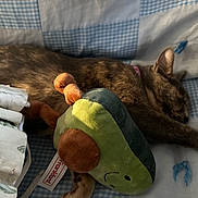 Michi is registered to the contest to win money with this photo: animal, avocado, bed, blanket, cat, closeup, collar, comfort, cozy, cute, fabric, fur, indoor, pet, plush_toy, relaxed, resting, sleeping, soft_toy, tabby