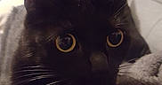 Blacki participe au concours pour gagner de l'argent avec cette photo : black, black_cat, bombay, cat, cat_like_mammal, domestic_short_haired_cat, eye, fur, kitten, small_to_medium_sized_cats, snout, whiskers
