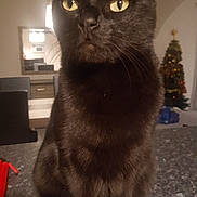 Blacki a rejoint le concours — aidez-le/la à gagner de superbes lots ! asian, black_cat, bombay, burmese, cat, cat_like_mammal, chartreux, domestic_short_haired_cat, fauna, fur, german_rex, kitten, korat, small_to_medium_sized_cats, snout, whiskers