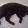 Blacki a rejoint le concours — aidez-le/la à gagner de superbes lots ! black_cat, carnivoran, cat, cat_like_mammal, dog_breed, dog_breed_group, dog_like_mammal, fur, schipperke, small_to_medium_sized_cats, snout, tail, whiskers