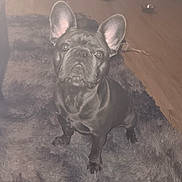 Tyler is registered to the contest to win money with this photo: dog, french_bulldog, pet, indoor, carpet, ears, animal, floor, bowl, furniture, curious, attentive, mammal, domestic_animal, canine, household, cute, small_dog, sitting, companion