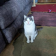 Chip is registered to the contest to win money with this photo: animal, calm, carpet, cat, couch, cozy, domestic, feline, floor, furniture, gray, home, indoor, looking, pet, rug, scratching_post, sitting, toy, white