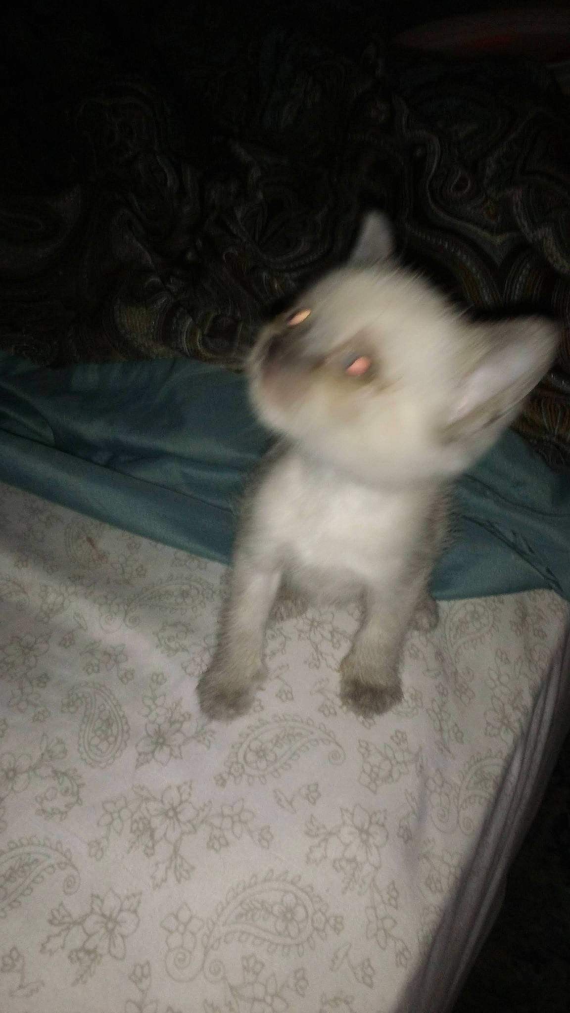 Peanut joined the competition — help win amazing prizes! carnivore, cat, comfort, darkness, domestic_short_haired_cat, eye, fawn, felidae, fur, grey, musical_instrument, paw, small_to_medium_sized_cats, snout, tail, whiskers, wood