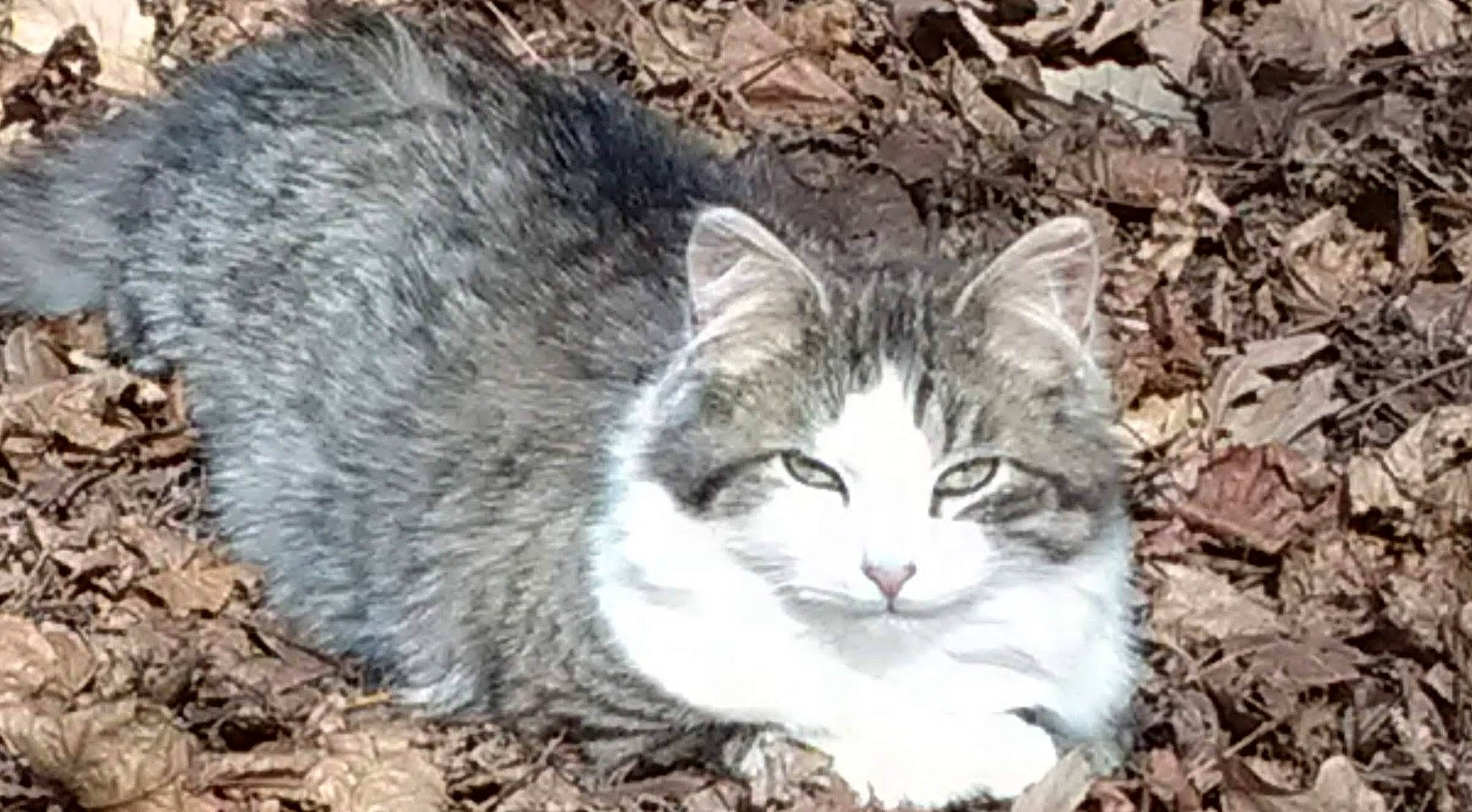 Tate is registered to the contest to win money with this photo: carnivore, cat, domestic_short_haired_cat, felidae, fur, grass, small_to_medium_sized_cats, snout, terrestrial_animal, tree, whiskers, wildlife