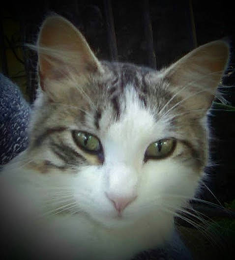 Tate joined the competition — help win amazing prizes! carnivore, cat, domestic_short_haired_cat, eye, felidae, fur, head, paw, small_to_medium_sized_cats, snout, whiskers, window