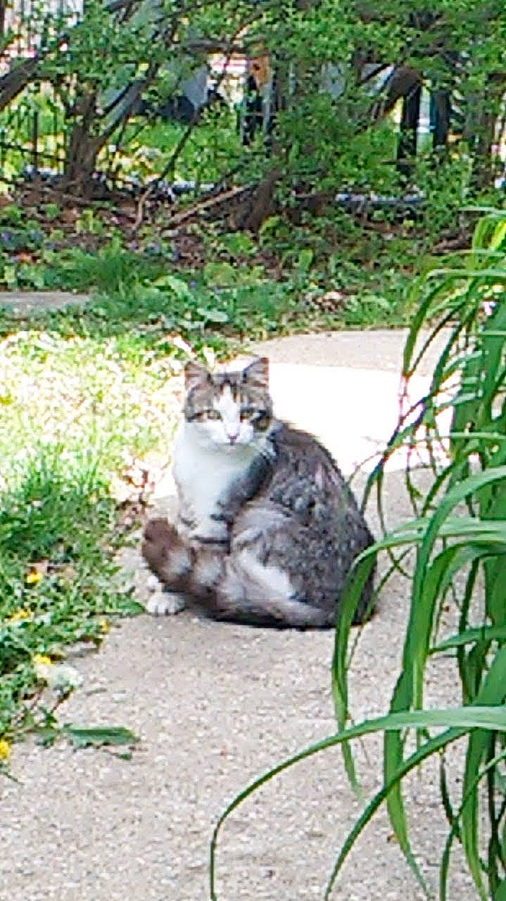 Tate is registered to the contest to win money with this photo: carnivore, cat, domestic_short_haired_cat, fawn, felidae, fur, garden, grass, grass_family, groundcover, plant, sitting, small_to_medium_sized_cats, snout, tail, terrestrial_animal, terrestrial_plant, tree, whiskers, wildlife