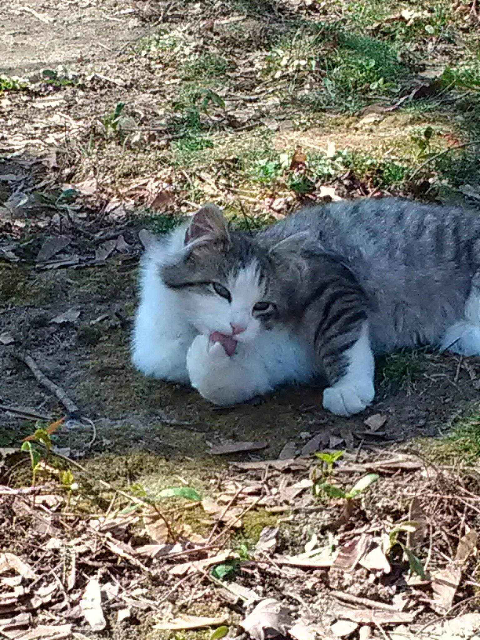 Tate is registered to the contest to win money with this photo: carnivore, cat, domestic_short_haired_cat, fawn, felidae, fur, grass, groundcover, herbaceous_plant, mammal, plant, sitting, small_to_medium_sized_cats, snout, soil, tail, terrestrial_animal, whiskers