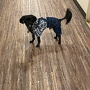 Designer is registered to the contest to win money with this photo: animal, black_dog, canine, clothing, curious, denim_overalls, dog, domestic_animal, flooring, fur, hallway, indoor, looking, pet, plaid_shirt, portrait, small_dog, standing, tail, wooden_floor