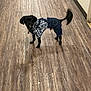 animal, black_dog, canine, clothing, curious, denim_overalls, dog, domestic_animal, flooring, fur, hallway, indoor, looking, pet, plaid_shirt, portrait, small_dog, standing, tail, wooden_floor