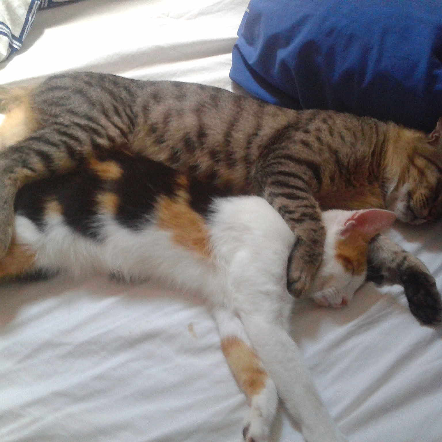 Camin et Iris