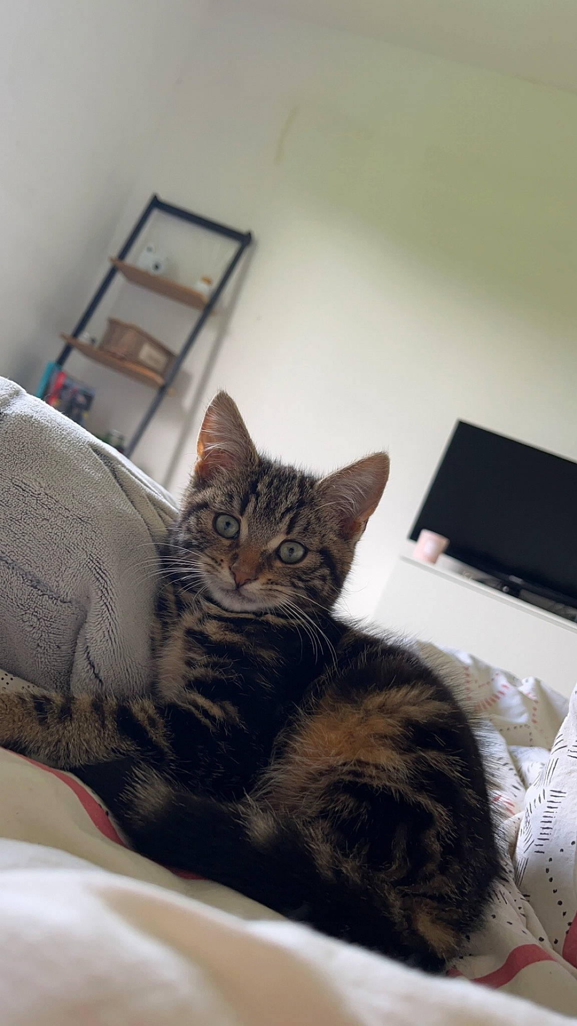 Chaussette a rejoint le concours — aidez-le/la à gagner de superbes lots ! bed, bed_sheet, bedding, carnivore, cat, claw, comfort, couch, domestic_short_haired_cat, felidae, fur, grey, linens, nap, picture_frame, room, sitting, small_to_medium_sized_cats, tail, whiskers