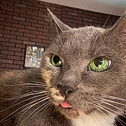 Lady Tubbington is registered to the contest to win money with this photo: cat, gray_cat, green_eyes, close_up, whiskers, tongue_out, indoor, brick_wall, pet, feline, animal, cute, fur, portrait, house, domestic_cat, muzzle, face, playful