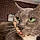 Lady Tubbington