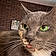 Lady Tubbington