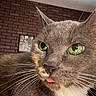 cat, gray_cat, green_eyes, close_up, whiskers, tongue_out, indoor, brick_wall, pet, feline, animal, cute, fur, portrait, house, domestic_cat, muzzle, face, playful