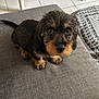 Aldo a rejoint le concours — aidez-le/la à gagner de superbes lots ! puppy, dog, pet, cute, indoor, floor, gray, fabric, fur, small, animal, looking_up, curious, sitting, tile_floor, furniture, black, brown, adorable, domestic