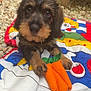 Aldo participe au concours pour gagner de l'argent avec cette photo : puppy, dog, toy, carrot, quilt, colorful, outdoor, gravel, fur, cute, pet, animal, lying_down, brown, black, soft_toy, wood, background, closeup, playful