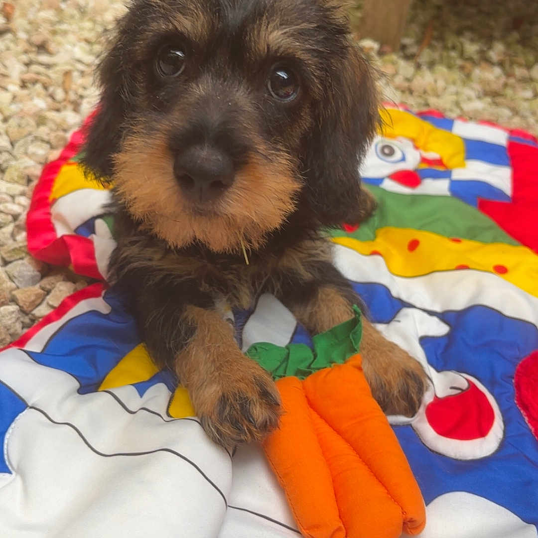 Aldo participe au concours pour gagner de l'argent avec cette photo : animal, background, black, brown, carrot, closeup, colorful, cute, dog, fur, gravel, lying_down, outdoor, pet, playful, puppy, quilt, soft_toy, toy, wood