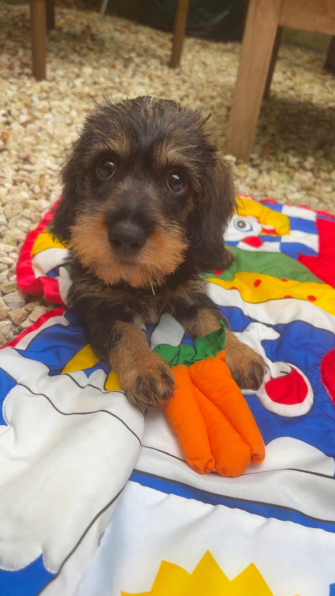 Aldo participe au concours pour gagner de l'argent avec cette photo : puppy, dog, toy, carrot, quilt, colorful, outdoor, gravel, fur, cute, pet, animal, lying_down, brown, black, soft_toy, wood, background, closeup, playful