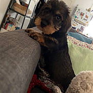 Aldo a rejoint le concours — aidez-le/la à gagner de superbes lots ! dog, puppy, couch, living_room, furniture, pillows, shelf, fridge, magnet, indoor, pet, curious, scruffy, small_dog, home, cozy, blanket, soft_toy, brown, black
