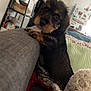 dog, puppy, couch, living_room, furniture, pillows, shelf, fridge, magnet, indoor, pet, curious, scruffy, small_dog, home, cozy, blanket, soft_toy, brown, black